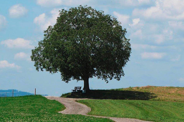 http://knonauer-amt.ch/wp-content/uploads/2016/06/Obfelden_top_obfelden_baum-600x400.jpg