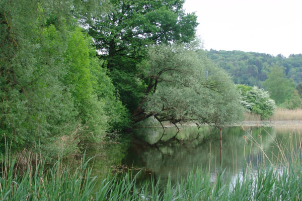 http://knonauer-amt.ch/wp-content/uploads/2016/06/Ziegelweiher-Wwil-1-600x400.jpg