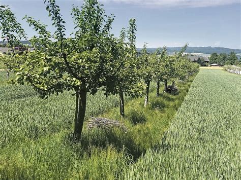 //knonauer-amt.ch/wp-content/uploads/2025/03/Agroforst.jpg