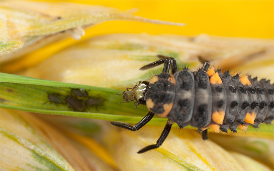 //knonauer-amt.ch/wp-content/uploads/2025/03/Biodiversitaet-Landwirtschaft.jpg