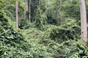https://knonauer-amt.ch/wp-content/uploads/2024/07/HenrysGeissblatt_wuchernd-scaled-300x200.jpg